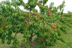 Pfirsich Red Haven Prunus Persica `Red Haven´ -Obstgartenliebe Geschaft Red HAven Baum