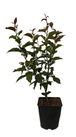 Säulenzierapfel "Red Obelisk" Malus `Red Obelisk´ 13 Säulenzierapfel "Red Obelisk" Malus `Red Obelisk´ -Obstgartenliebe Geschaft Red Obelisk12