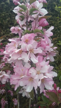 Säulenzierapfel "Red Obelisk" Malus `Red Obelisk´ -Obstgartenliebe Geschaft Red Obelisk5728ab6c725bc scaled