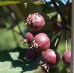Säulenzierapfel "Red Obelisk" Malus `Red Obelisk´ 9 Säulenzierapfel "Red Obelisk" Malus `Red Obelisk´ -Obstgartenliebe Geschaft Red Obelisk5b3b7e7a79821