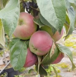 Säulenapfel `Red River´ Malus Domestica `Red River´ -Obstgartenliebe Geschaft Red River