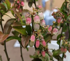 Heidelbeere - Reka Vaccinum Corymbosum `Reka´ -Obstgartenliebe Geschaft Reka Bl te