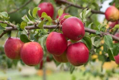 Rewena ® Malus Domestica 9 Rewena ® Malus Domestica -Obstgartenliebe Geschaft Rewena 2
