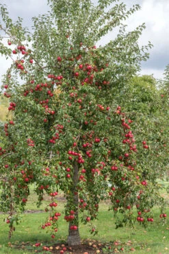 Rewena ® Malus Domestica 8 Rewena ® Malus Domestica -Obstgartenliebe Geschaft Rewena