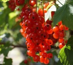 Rolan Ribes Rubrum `Rolan´ 8 Rolan Ribes Rubrum `Rolan´ -Obstgartenliebe Geschaft Rolan Rote Johannisbeere