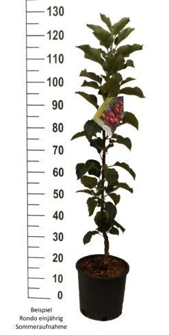 Säulenapfel `Rondo´ Malus Domestica `Rondo´ 12 Säulenapfel `Rondo´ Malus Domestica `Rondo´ -Obstgartenliebe Geschaft Rondo einj hrig weiss