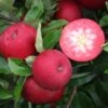 Rosette® Malus Domestica