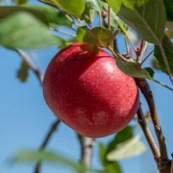 Rosette® Malus Domestica -Obstgartenliebe Geschaft Rosette 2