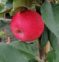 Rosette® Malus Domestica -Obstgartenliebe Geschaft Rosette2