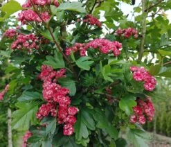 Rotdorn `Pauls Scarlet´ Crataegus Laevigata `Pauls Scarlet´ -Obstgartenliebe Geschaft Rotdorn