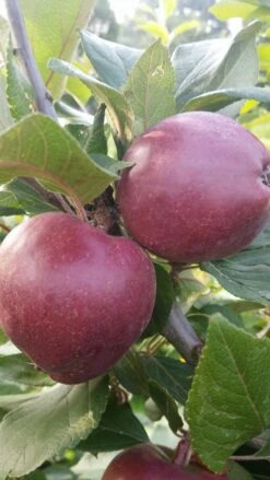 Rotfleischiger Apfel Malus Domestica -Obstgartenliebe Geschaft Rotfleishciger APfel