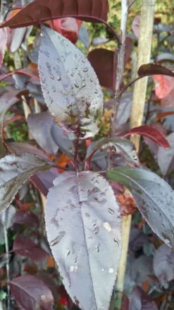 Zierapfel Royalty Malus `Royalty´ 6 Zierapfel Royalty Malus `Royalty´ -Obstgartenliebe Geschaft Royalty scaled