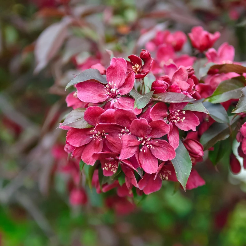 Zierapfel Royalty Malus `Royalty´ 1 Zierapfel Royalty Malus `Royalty´