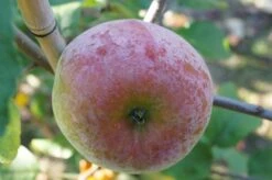 Russinka Malus Domestica `Russinka´ -Obstgartenliebe Geschaft Russinka3