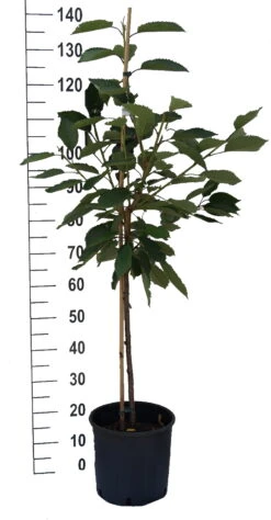 Stella - Selbstfruchtbar Prunus Avium `Stella´ -Obstgartenliebe Geschaft S sskirsche Beispiel Buschbaum7rL8aJ76TCN1Z