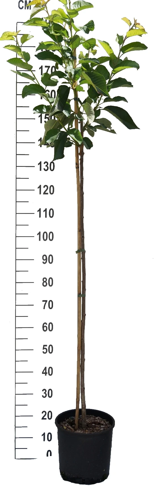 Schneiders Späte Knorpelkirsche Prunus Avium `Schneider´s Späte Knorpelkirsche´ 2 Schneiders Späte Knorpelkirsche Prunus Avium `Schneider´s Späte Knorpelkirsche´ – Bild 2