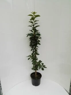 Säulensauerkirsche `Jachim´ Prunus Cerasus `Jachim´ 8 Säulensauerkirsche `Jachim´ Prunus Cerasus `Jachim´ -Obstgartenliebe Geschaft S ulensauerkirsche