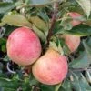 Zwergapfel Maloni® `Sally´® Malus Domestica `Sally´