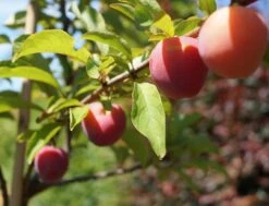 Santa Rosa Japanische Pflaume Prunus Salicina `Santa Rosa´ -Obstgartenliebe Geschaft Santa Rosa Frucht im Juli