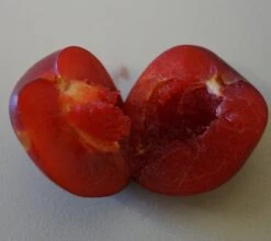 Santa Rosa Japanische Pflaume Prunus Salicina `Santa Rosa´ -Obstgartenliebe Geschaft Santa rosa fruchtfleisch