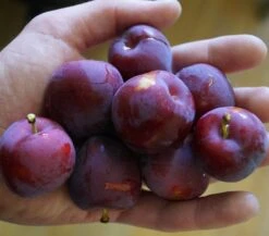 Santa Rosa Japanische Pflaume Prunus Salicina `Santa Rosa´ -Obstgartenliebe Geschaft Santa rosa45