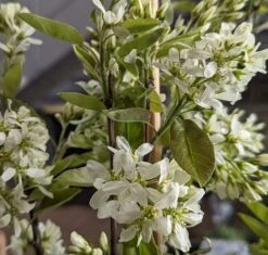 Saskatoon Berry Amelanchier Alnifolia `Saskatoon Berry´ -Obstgartenliebe Geschaft Saskatoon berry Bl te