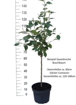 Achat Ⓢ Prunus Cerasus `Achat´ -Obstgartenliebe Geschaft Sauerkirsche Beispiel BuschbaumdBrYecBQVDdJb