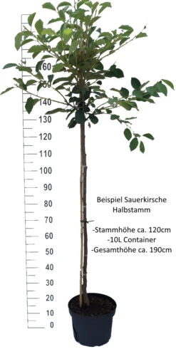 Safir ® Prunus Cerasus `Safir´ -Obstgartenliebe Geschaft Sauerkirsche Beispiel HalbstammmIkIHKIhlHSVC