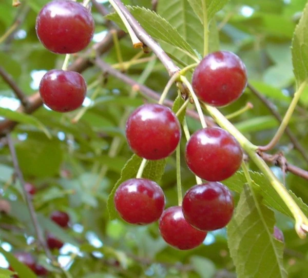 Werdersche Glaskirsche Prunus Cerasus `Werdersche Glaskirsche´ 1 Werdersche Glaskirsche Prunus Cerasus `Werdersche Glaskirsche´