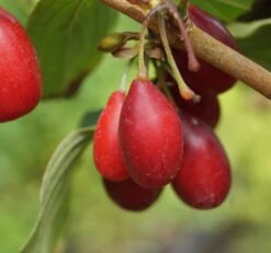 Großfrüchtige Kornelkirsche `Schönbrunner Gourmet Dirndl´ Cornus Mas `Schönbrunner Gourmetdirndl´ -Obstgartenliebe Geschaft Sch nbrunner2
