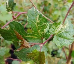 Porzellanbeere / Scheinrebe `Elegans´ Ampelopsis Brevipedunculata `Elegans´ -Obstgartenliebe Geschaft Scheinrebe Amelopsis