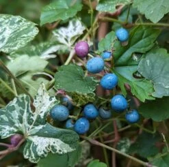 Porzellanbeere / Scheinrebe `Elegans´ Ampelopsis Brevipedunculata `Elegans´