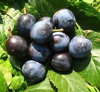 Großfrüchtige Schlehe "Reto" Prunus Spinosa `Reto´ 1 Großfrüchtige Schlehe "Reto" Prunus Spinosa `Reto´