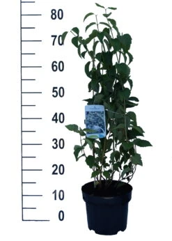 Bauern-Jasmin `Schneesturm´ Philadelphus Coronarius `Schneesturm´ -Obstgartenliebe Geschaft Schneesturm