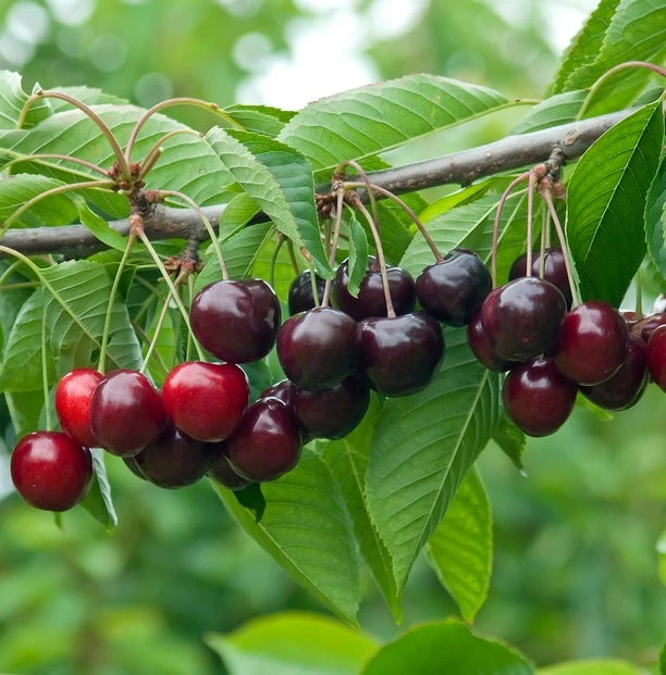 Schneiders Späte Knorpelkirsche Prunus Avium `Schneider´s Späte Knorpelkirsche´ 1 Schneiders Späte Knorpelkirsche Prunus Avium `Schneider´s Späte Knorpelkirsche´