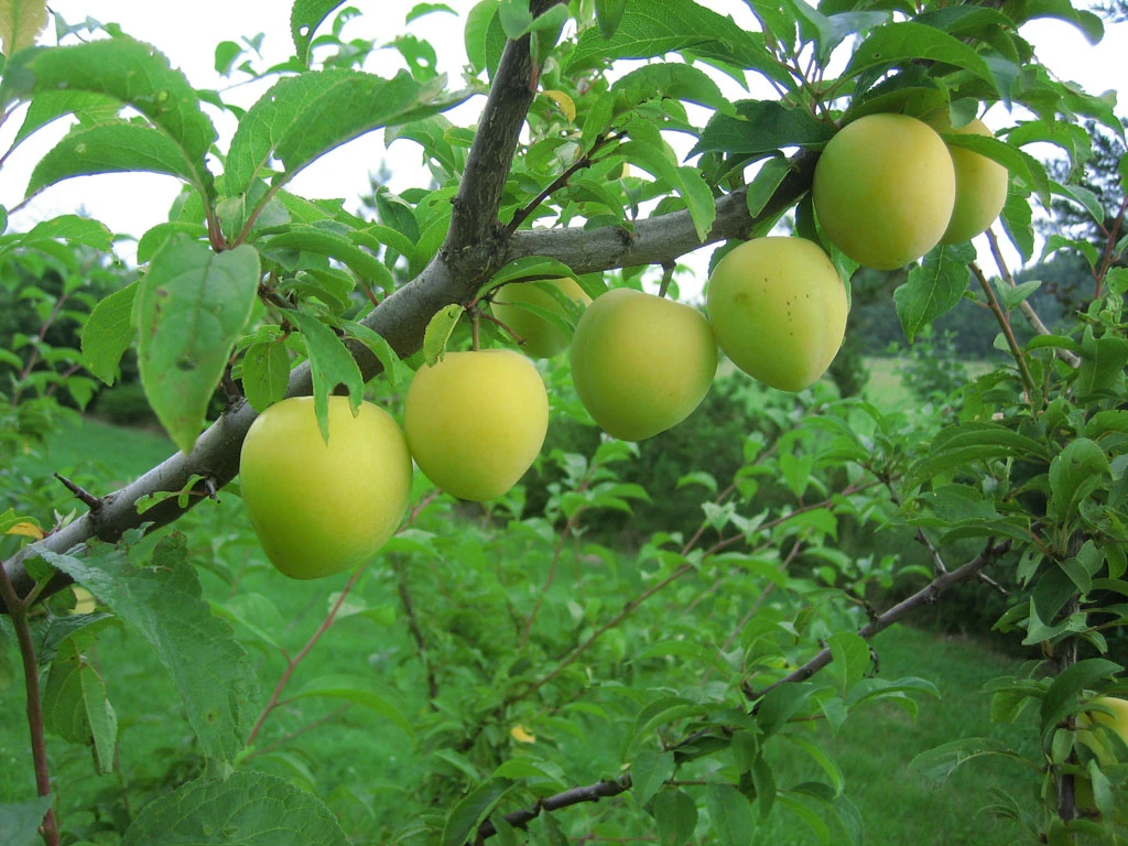 Shiro Japanische Pflaume Prunus Salicina `Shiro´ 1 Shiro Japanische Pflaume Prunus Salicina `Shiro´