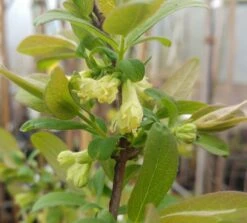 Sibirische Blaubeere / Honigbeere `Zojka Lonicera Kamtschatica `Zojka´ -Obstgartenliebe Geschaft Sibirische Blaubeere bl te1A5eHrsCdvoq9H