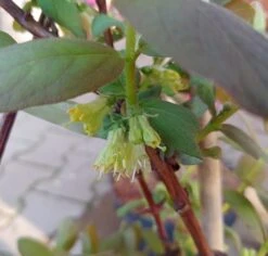 Sibirische Blaubeere / Honigbeere `Wojtek´ Lonicera Kamtschatica `Wojtek´ -Obstgartenliebe Geschaft Sibirische Blaubeere bl te2
