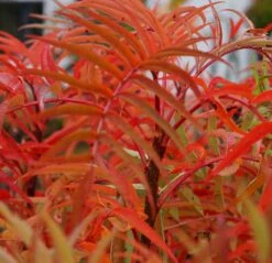 Eberesche `Dodong´ Sorbus Conmixta `Dodong´ 5 Eberesche `Dodong´ Sorbus Conmixta `Dodong´ -Obstgartenliebe Geschaft Sorbus Dodong4