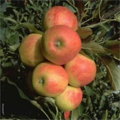 Säulenapfel `Starcats´ Malus Domestica `Starcats´