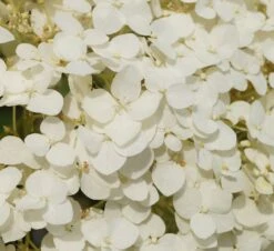 Garten-Hortensie `Incrediball®´ Hydrangea Arborescens -Obstgartenliebe Geschaft Strong anabelle