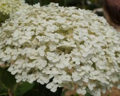 Garten-Hortensie `Incrediball®´ Hydrangea Arborescens -Obstgartenliebe Geschaft Strong anabelle1