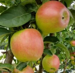 Säulenapfel `Suncats´ Malus Domestica -Obstgartenliebe Geschaft Suncats bearb 600x600