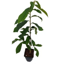 Veredelte Indianerbanane `Sunflower´ Asimina Triloba `Sunflower´