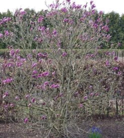 Purpur-Magnolie `Susan´ Magnolia Liliiflora `Susan´ -Obstgartenliebe Geschaft Susan Bl tezeit