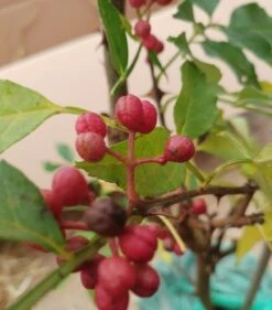 Szechuan Pfeffer Zanthoxylum Simulans -Obstgartenliebe Geschaft Szechuan Pfeffer