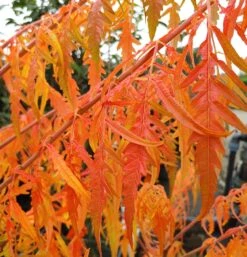 Essigbaum `Tiger Eyes´ Rhus Typhina `Tiger Eyes´ -Obstgartenliebe Geschaft Tiger Eyes Rhus