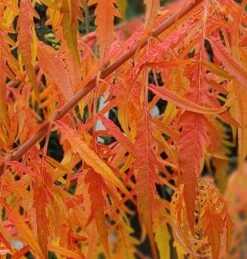 Essigbaum `Tiger Eyes´ Rhus Typhina `Tiger Eyes´ -Obstgartenliebe Geschaft Tiger Eyes Rhus1