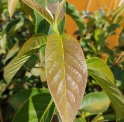 Schwarzer Tupelobaum Nyssa Sylvatica -Obstgartenliebe Geschaft Tupelobaum Blatt