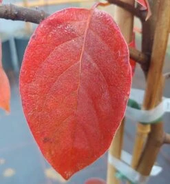 Schwarzer Tupelobaum Nyssa Sylvatica -Obstgartenliebe Geschaft Tupelobaum herbstf rbung 1